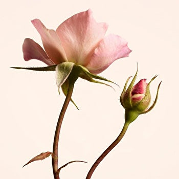 Burberry Garden Roses 20% Eau De Parfum Spray 100ml